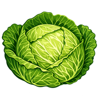 GREEN CABBAGE vegtable english green cabbage