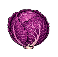 RED CABBAGE