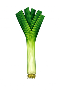 LEEK VEGTABLE long white green leek