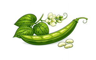 RUNNER BEAN GREEN VEGTABLE