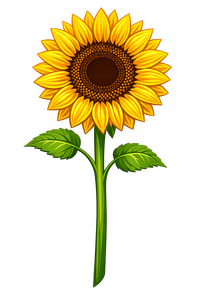 SUNFLOWER tall sunflower with leaves