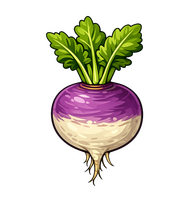 turnip with leave purple to white