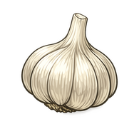 GARLIC BULB fresh garlick