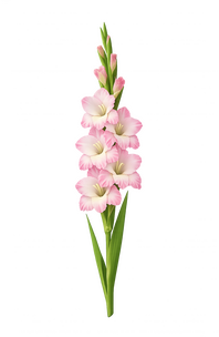 GLADDIOLI PINK SINGLE STEM GLADIOLI